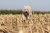 BOUVIER DES ARDENNES 139